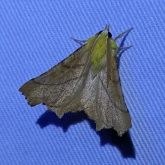 Canary-shouldered Thorn thumbnail 2