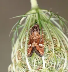 Brown Arches Moth thumbnail 4