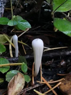 Clavariadelphus mucronatus thumbnail 3