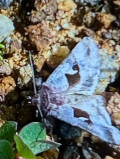 Syngrapha parilis thumbnail 3