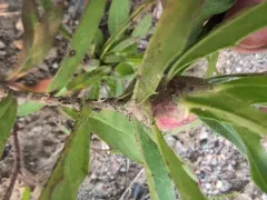 Aulacidea hieracii thumbnail 2