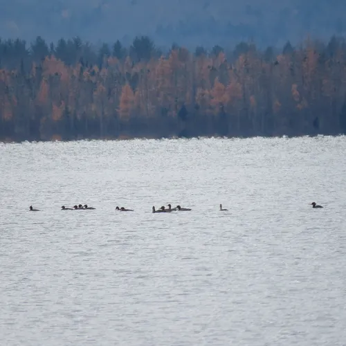 Red-breasted Merganser