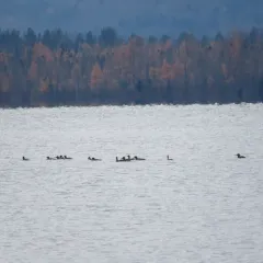 Red-breasted Merganser thumbnail 1