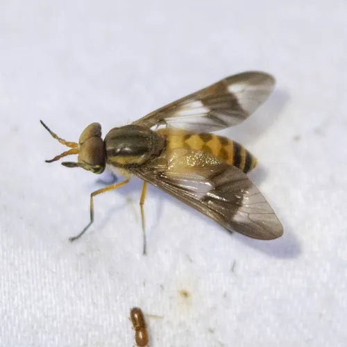 Chrysops celatus