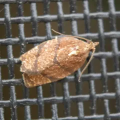 Hickory Leafroller Moth thumbnail 1