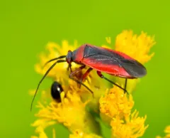 Lopidea instabilis thumbnail 2