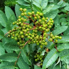 showy mountain-ash thumbnail 4