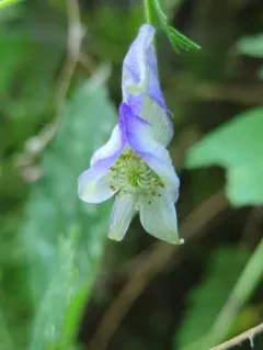 Northern Blue Monkshood thumbnail 4