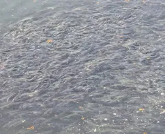 Atlantic Capelin thumbnail 4
