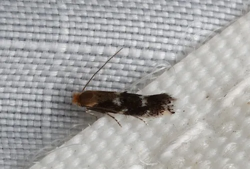 Bucculatrix speciosa