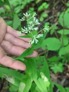 upland boneset thumbnail 4