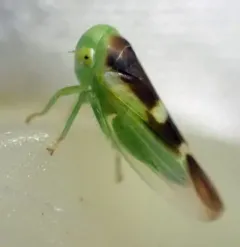 Populicerus lunaris thumbnail 4
