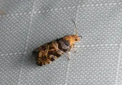 Paralobesia palliolana thumbnail 4
