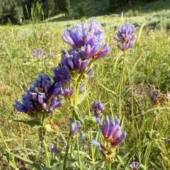 Tufted Penstemon thumbnail 3