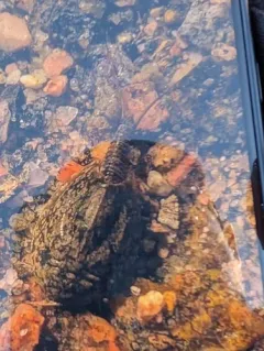 Arctic Tadpole Shrimp thumbnail 4