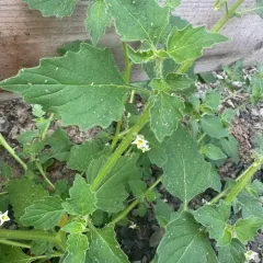 Green Nightshade thumbnail 4