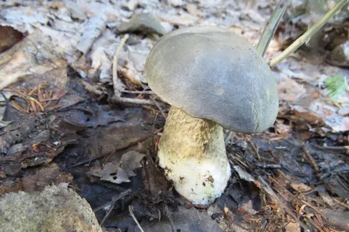Leccinum melaneum