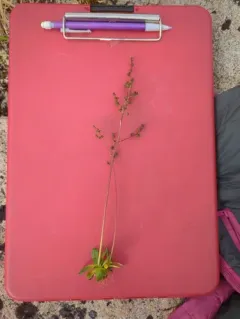 Leafy Saxifrage thumbnail 4