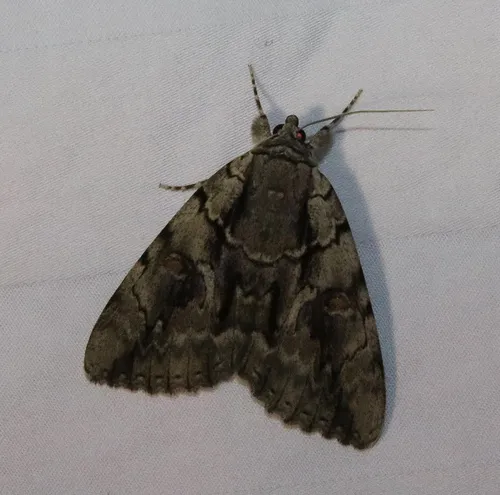 Mourning Underwing