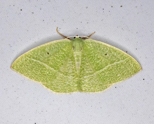 Nemoria pistaciaria