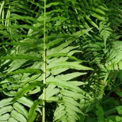 narrow-leaved glade fern thumbnail 4