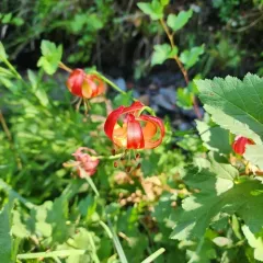 Leopard Lily thumbnail 4