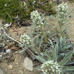 Thompson's Cryptantha thumbnail 4