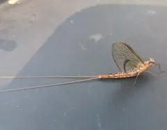Emergent Mayfly thumbnail 3