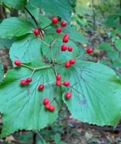 linden viburnum thumbnail 2