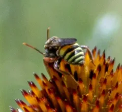 Daisy Nomad Bee thumbnail 4