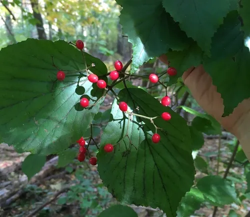 linden viburnum