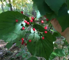 linden viburnum thumbnail 1