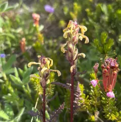 Mount Rainier lousewort thumbnail 3