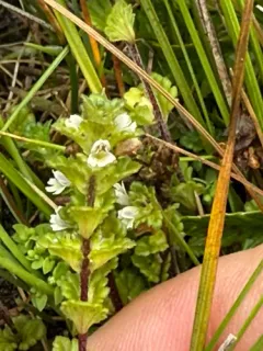 Euphrasia farlowii thumbnail 1