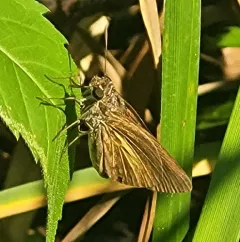 Dukes' Skipper thumbnail 4
