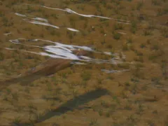 Lahontan Cutthroat Trout thumbnail 3