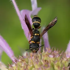 Leptochilus republicanus thumbnail 3