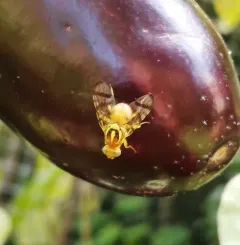 Pepper Maggot thumbnail 3