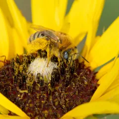 Agile Longhorn Bee thumbnail 3
