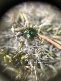 Ashy Pebblesnail thumbnail 4