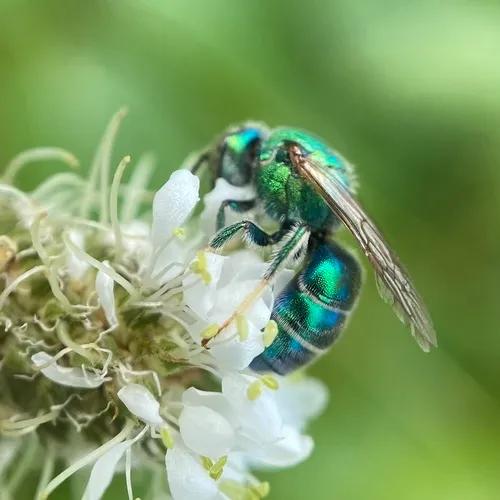 Metallic Epauletted-Sweat Bee