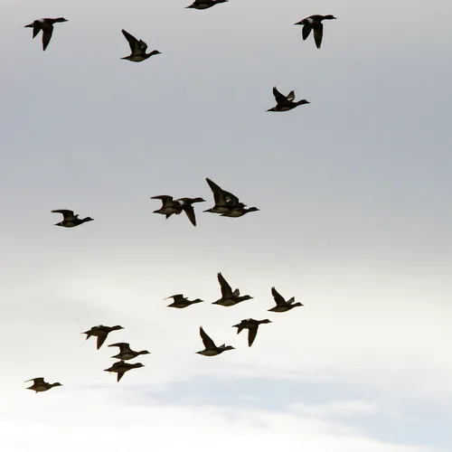 American Wigeon