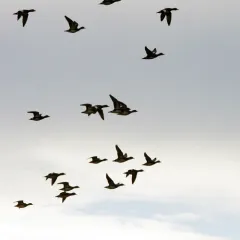 American Wigeon thumbnail 1