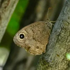 Great Basin Wood-Nymph thumbnail 3