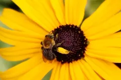 Melissodes bidentis thumbnail 4