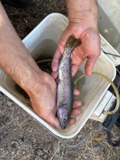 Lahontan Cutthroat Trout thumbnail 4