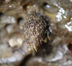 Basket-top Spaghetti Worm thumbnail 4