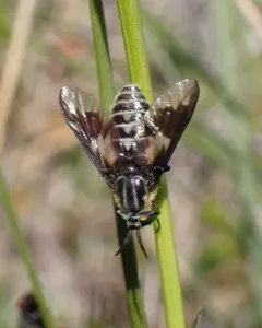 Chrysops nigripes thumbnail 4