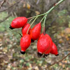 Dog-rose thumbnail 3