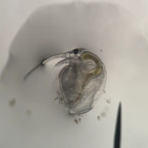 baltic long-nosed waterflea